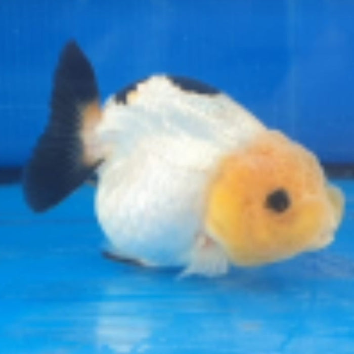 Live Fancy Goldfish Premium Select Our Choice Big Head Thai Lionchu Panda Grow up to Over 5'' BODY(CGF-074)