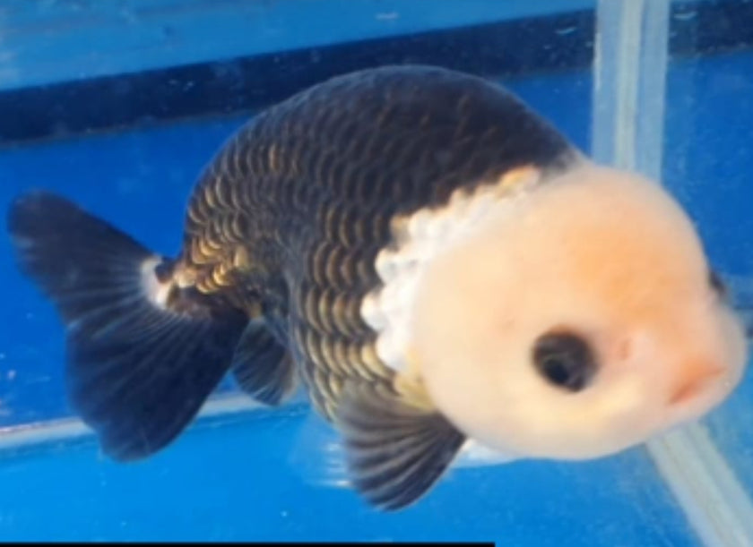 Live Fancy Goldfish Premium Select Our Choice Big Head Thai Lionchu Panda Grow up to Over 5'' BODY(CGF-074)