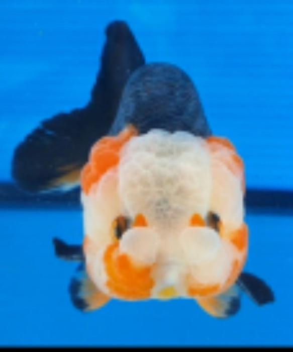 Live Fancy Goldfish Premium Select Our Choice Big Head Thai Lionchu Special Tri Color Grow up to Over 5'' BODY(CGF-066)