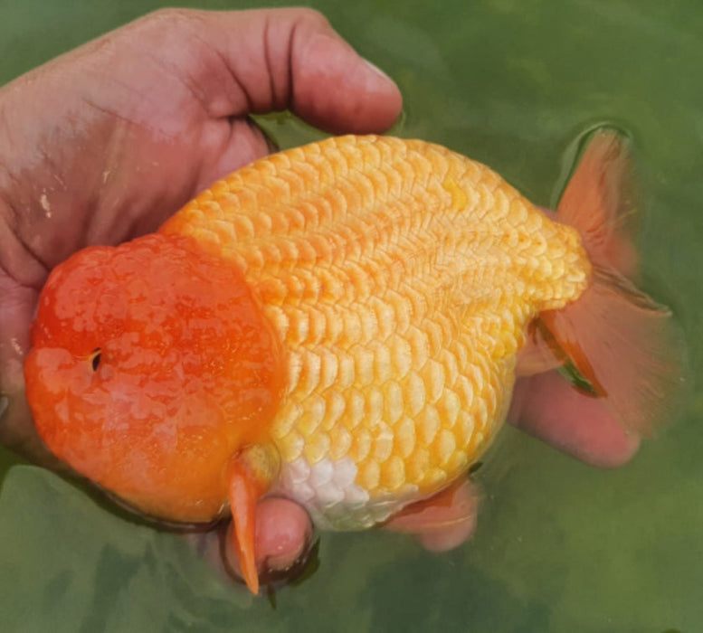 Live Fancy Goldfish Premium Select Our Choice Big Head Thai Lionchu Red Grow up to Over 5'' BODY(CGF-072)