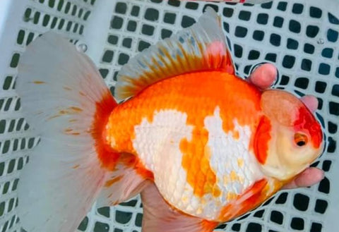 Live Fancy Goldfish Premium Select Our Choice Giant BREED Special Red and White Thai Oranda GROW UP TO 5.5-7'' BODY(CGF-053)