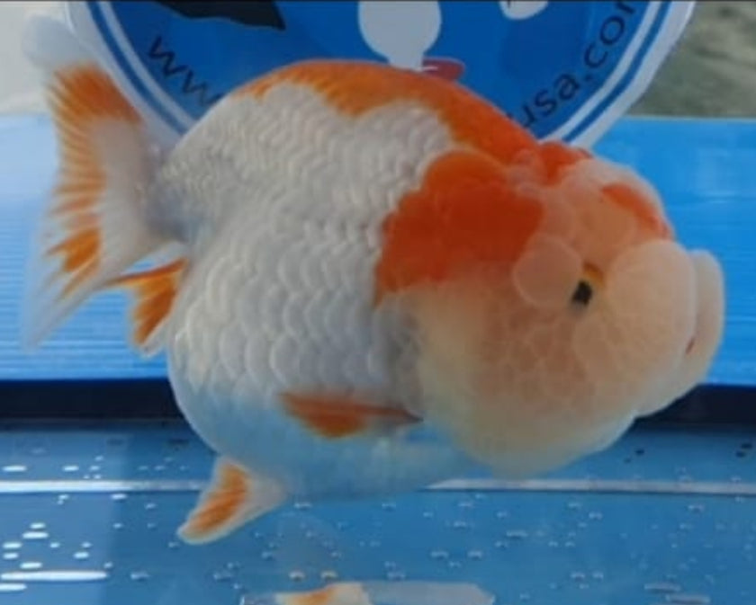 Live Fancy Goldfish Premium Select Our Choice Big Head Thai Lionchu Red/White Grow up to Over 5'' BODY(CGF-067)