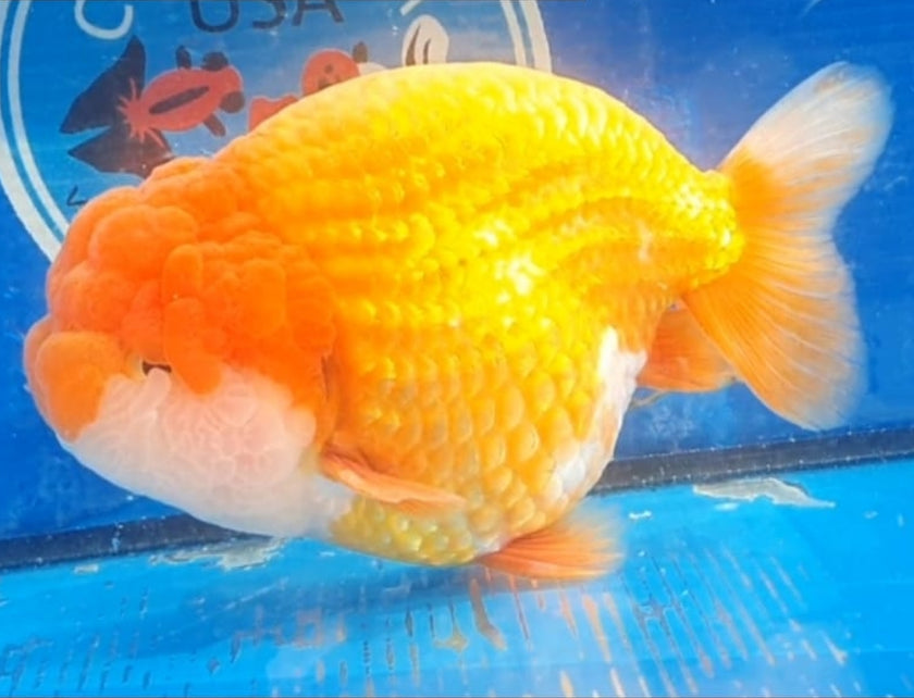 Live Fancy Goldfish Premium Select Our Choice Big Head Thai Lionchu Red Grow up to Over 5'' BODY(CGF-072)