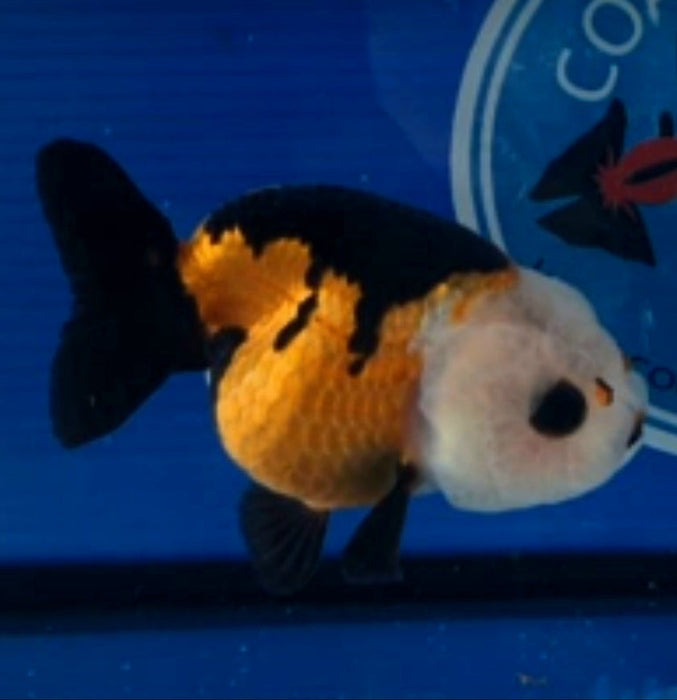 Live Fancy Goldfish Premium Select Our Choice Big Head Thai Lionchu Apache Red Black Grow up to Over 5'' BODY(CGF-076)