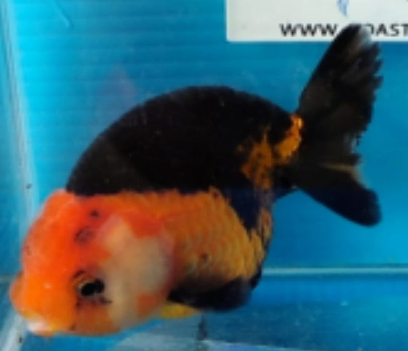 Live Fancy Goldfish Premium Select Our Choice Big Head Thai Lionchu Apache Red Black Grow up to Over 5'' BODY(CGF-076)