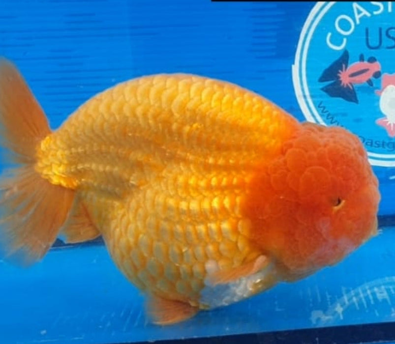 Live Fancy Goldfish Premium Select Our Choice Big Head Thai Lionchu Red Grow up to Over 5'' BODY(CGF-072)