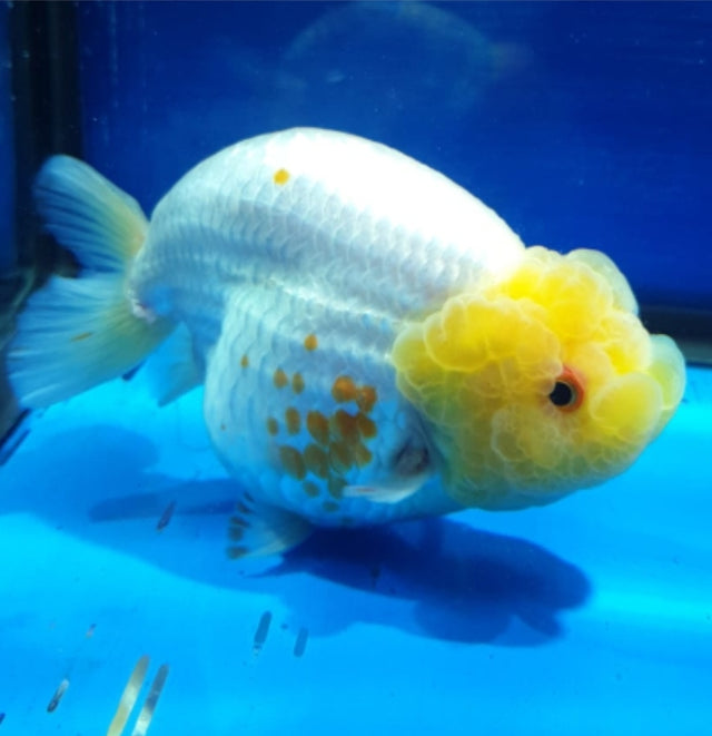 Live Fancy Goldfish Premium Select  Our Choice Thai Hybrid Ranchu Big Structure/Giant TVR Special White Lemon Head Grow up to Over 6'' BODY (CGF-087)