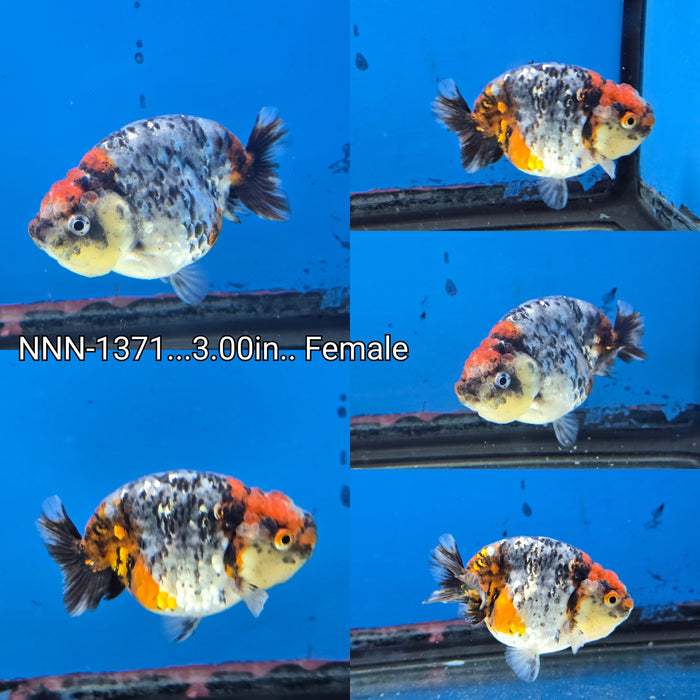 Thai Red Head Kirin Ranchu 3.00 inch Female (NNN-1371)R1A12