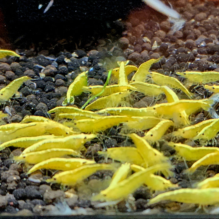 Live Freshwater Aquarium Best Quality Golden Back Yellow Stripe Shrimp 5/$35, 10/$65, 20/$120(Neocaridina sp.)(FS-019)R9C9, R9C6