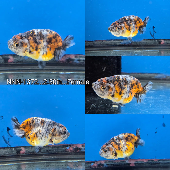 Thai Calico Ranchu 2.50 inch Female (NNN-1372)R1A12