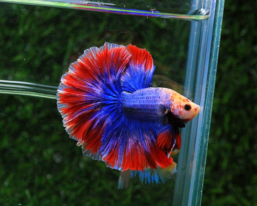 MUSCOT & FLAG PATTERN COLOR HALFMOON MALE BETTA (CBM-1081 GROUP)** Our Choice BUY 4 GET 1 FREE MIX & MATCH