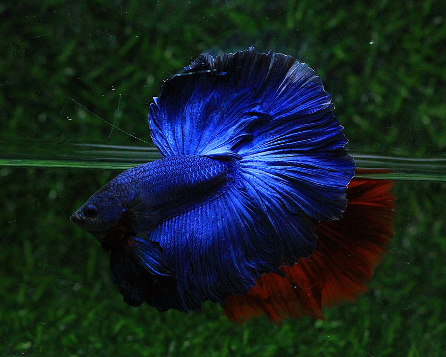 Blue Over Halfmoon Rosetail Male Betta (CBM-1023 GROUP)Our Choice BUY 4 GET 1 FREE MIX & MATCH