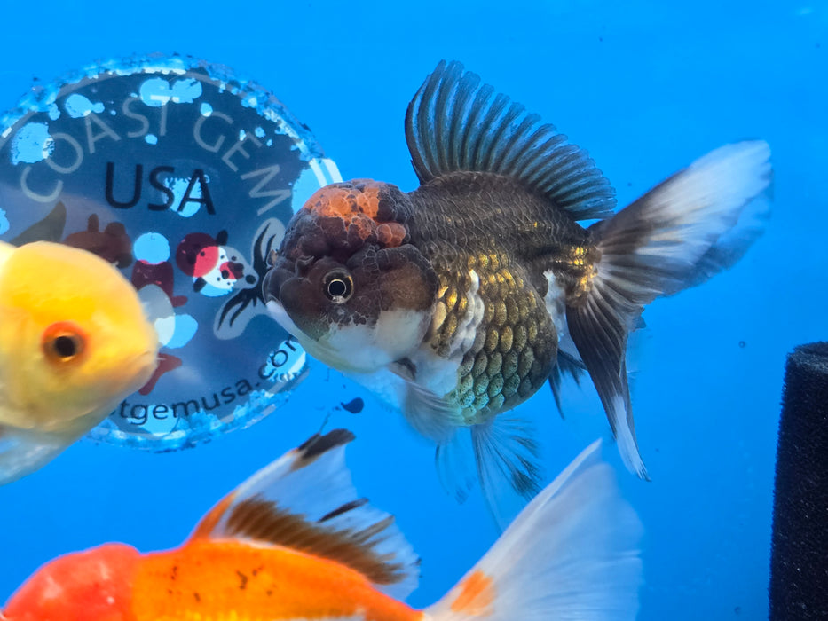 (GT-113) Live Goldfish Premium Select Short Round Body Red Cap Apache Peacock Tail Oranda 3" Female Body 6mth - What you see is what you get!