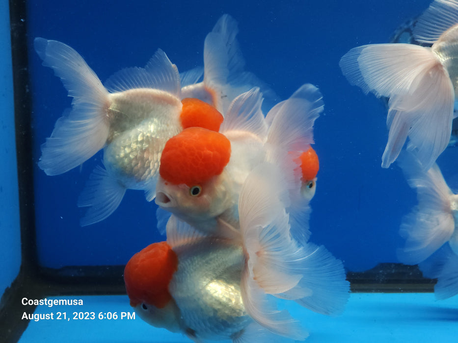 Live Fancy Goldfish Premium Select Our Choice Thai Red Cap Stocky Body Oranda 3.5'' inch Body Large(CGF-32-3.5'')