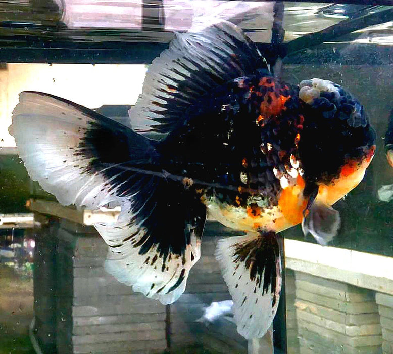 Live Goldfish for Sale Oranda Calico Kirin Medium Breed (CGF-049) Juvenile Our Choice