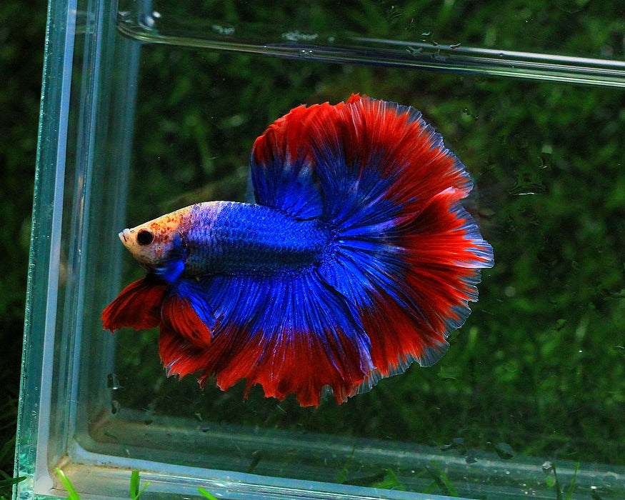 MUSCOT & FLAG PATTERN COLOR HALFMOON MALE BETTA (CBM-1081 GROUP)** Our Choice BUY 4 GET 1 FREE MIX & MATCH