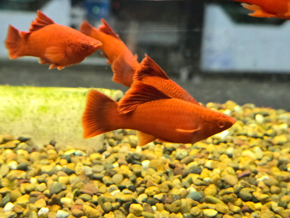 Live Freshwater Aquarium Albino Red Hifin Swordtail