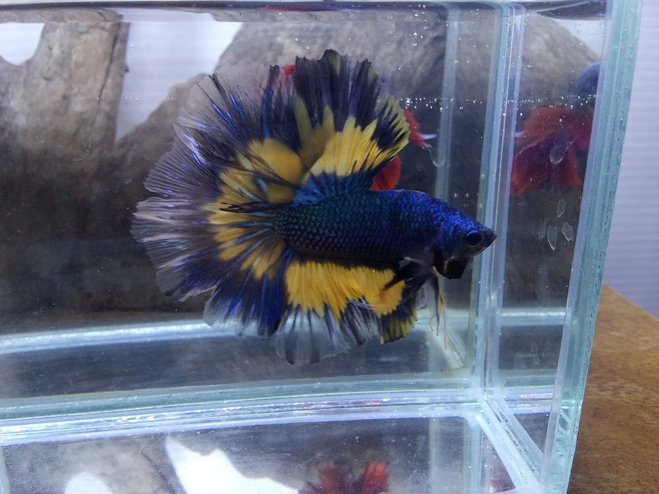 Show Grade Mustard Gas Mix Over Halfmoon Male Betta (CBM-1017 GROUP) Our Choice BUY 4 GET 1 FREE MIX & MATCH