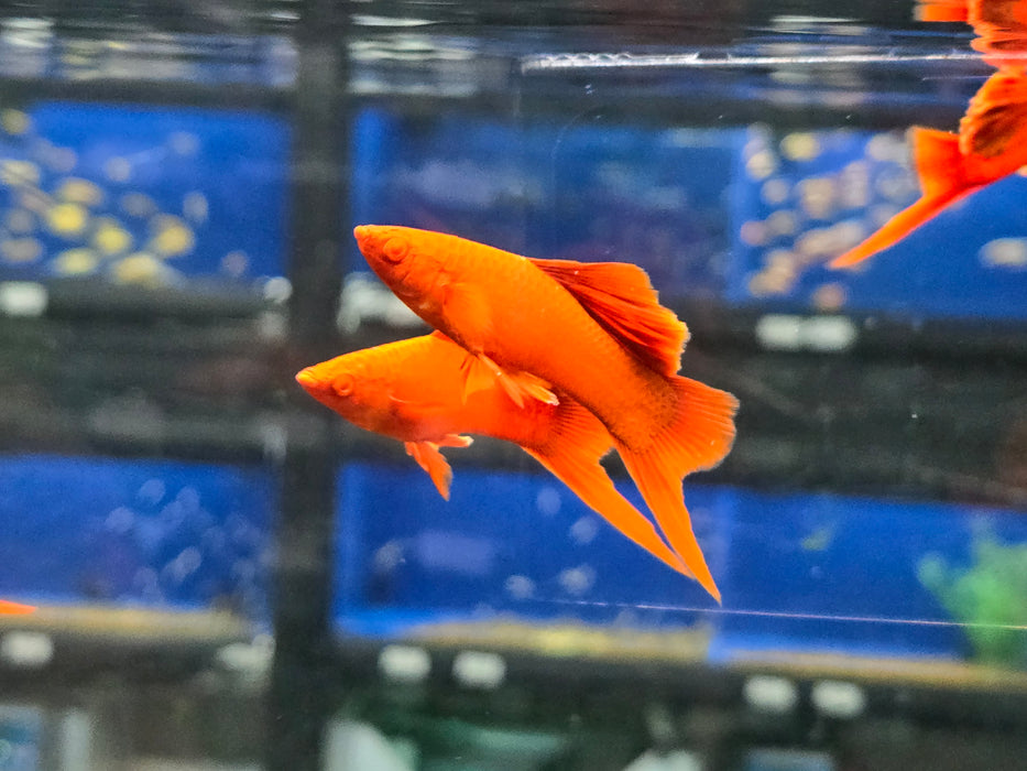 Live Freshwater Aquarium Albino Red Hifin Swordtail