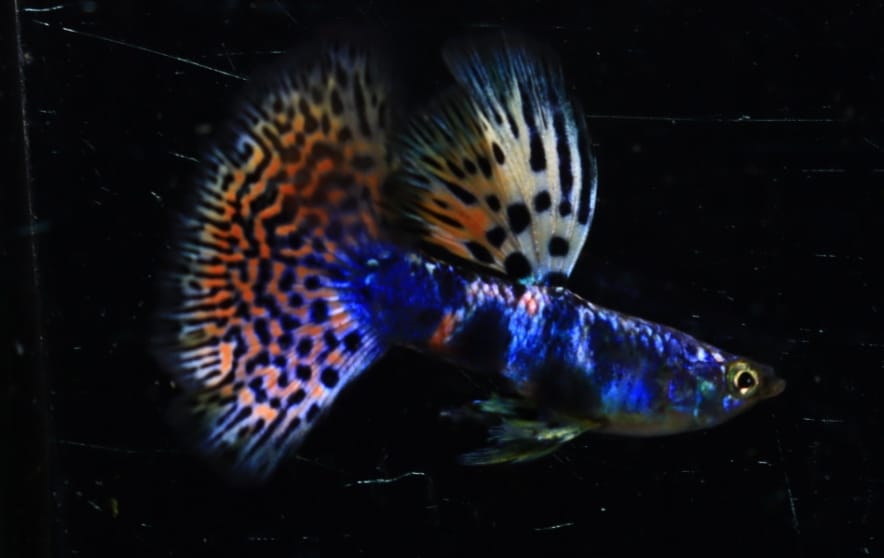 Live Fancy Guppy Fish Premium Quality Rare Lazuri Rainbow Tiger Red Mosaic (CGP-112)