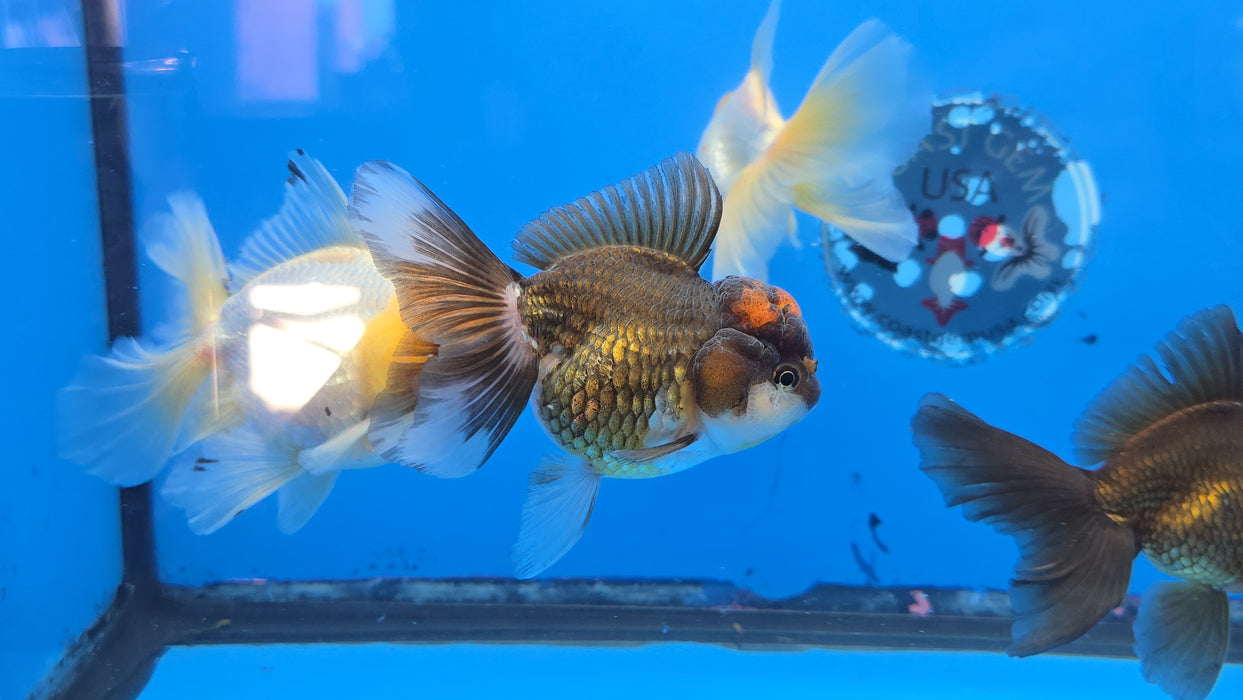 (GT-113) Live Goldfish Premium Select Short Round Body Red Cap Apache Peacock Tail Oranda 3" Female Body 6mth - What you see is what you get!