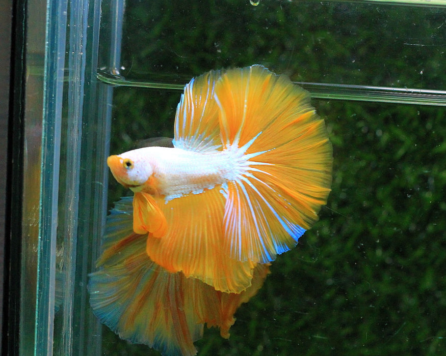 Show Grade Dragon Mix Mohawk Halfmoon Rosetail Male Bettas (CBM-1014 GROUP) Our Choice BUY 4 GET 1 FREE MIX & MATCH