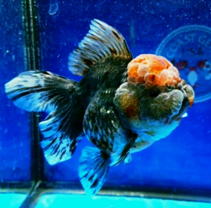 Live Goldfish for Sale Oranda Calico Kirin Medium Breed (CGF-049) Juvenile Our Choice