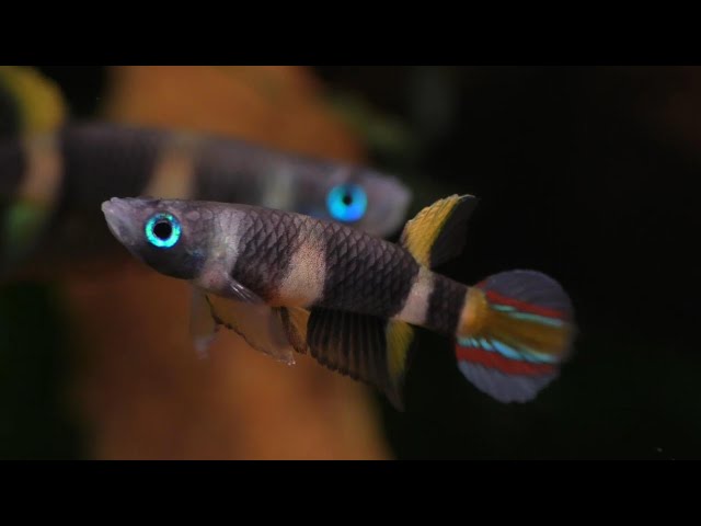 Live Tropical Freshwater Clown Killifish / Rocket Killifish (Epiplatys annulatus) R13B17