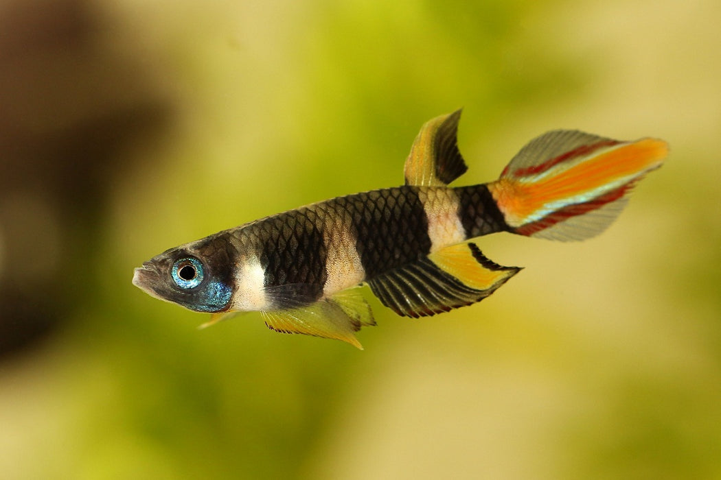 Live Tropical Freshwater Clown Killifish / Rocket Killifish (Epiplatys annulatus) R13B17