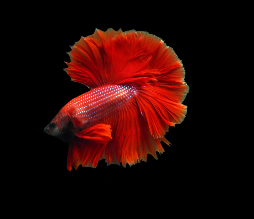 Super Red Halfmoon Rosetail Male Betta Feather Tail Over Halfmoon