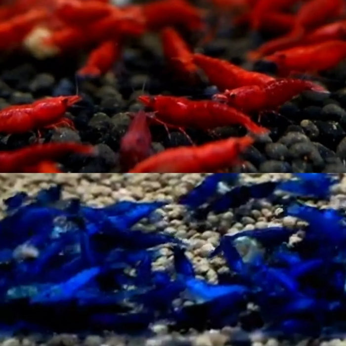 Live Freshwater Aquarium Fancy Bloody Mary & Blue Dream Shrimp Premium Quality 5/$35, 10/$65, 20/$120 (Neocaridina sp.)(FS-048)