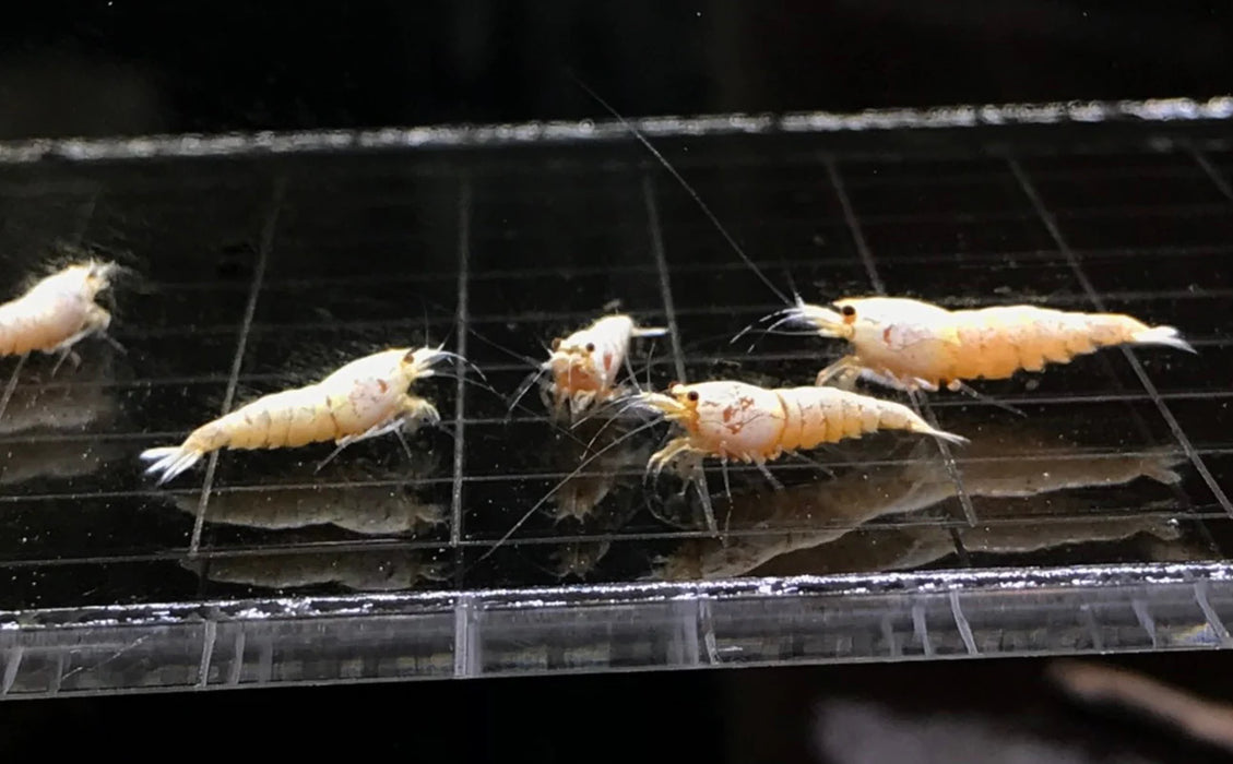 Live Freshwater Aquarium Shrimp White Bee (Caridina)