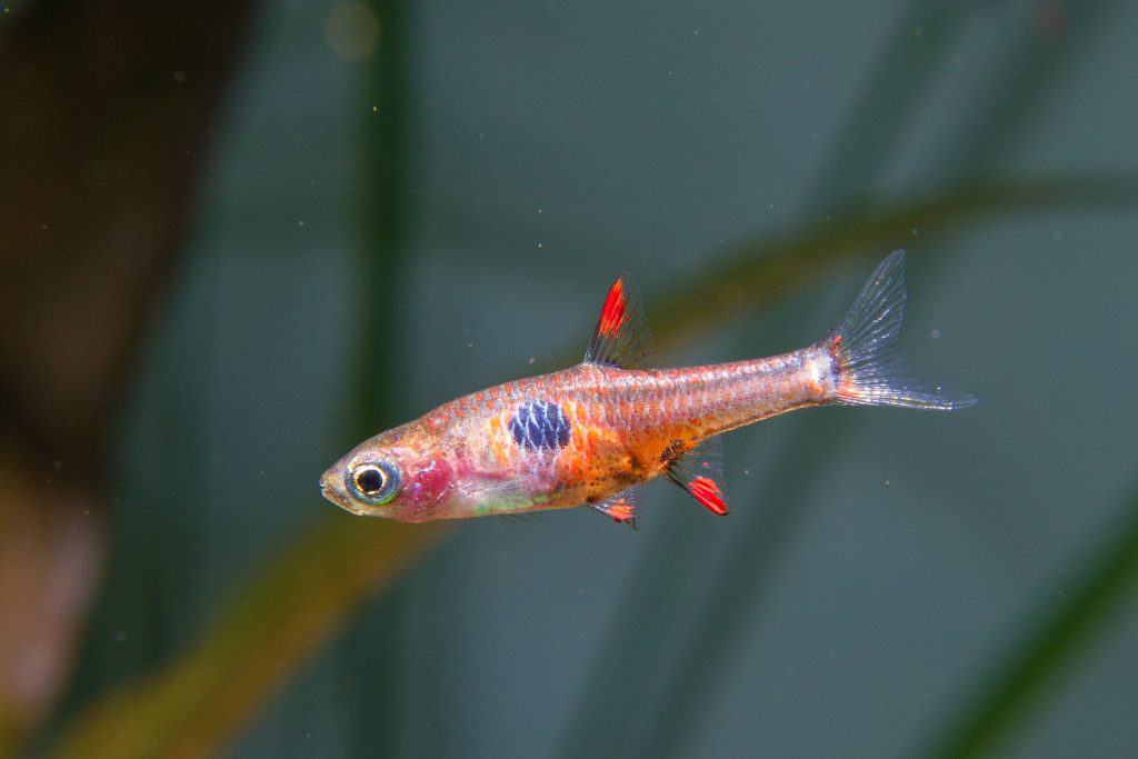 Live Tropical Fish Strawberry Rasbora (Boraras Naevus) R13A02