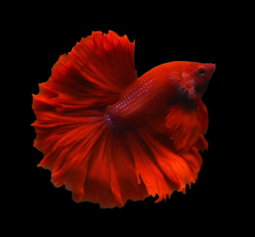 Super Red Halfmoon Rosetail Male Betta Feather Tail Over Halfmoon