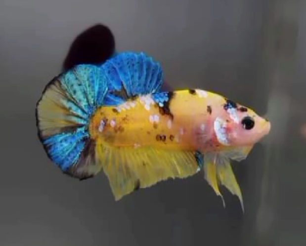S060 Live Betta Fish Male Plakat High Grade Yellow Koi Fancy (SUW-022) What you see is what you get!