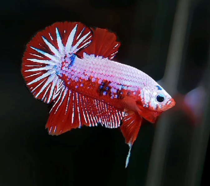 S211 Live Betta Fish Male Plakat High Grade Red Samurai Pair (SUW-024) What you see is what you get!