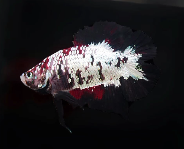 Live Betta Fish Male Plakat High Grade Black Samurai Pair (SUW-026) What you see is what you get!
