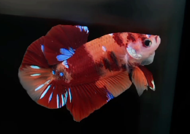 S133 Live Betta Fish Male Plakat High Grade Red Koi Galaxy (SUW-028) What you see is what you get!