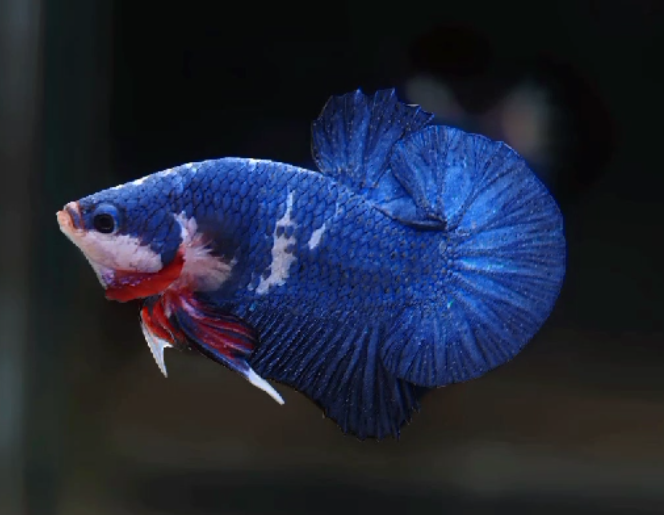 S216 Live Betta Fish Male Plakat High Grade Blue Marble (SUW-030) What you see is what you get!