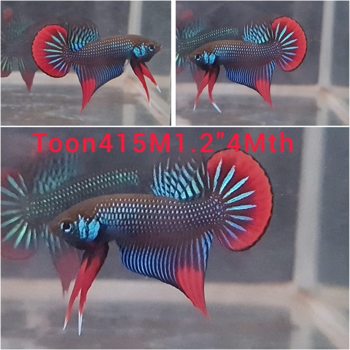 (TOON-415) BLUE IMBELLIS WILD MALE BETTA