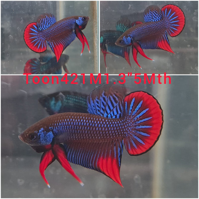 (TOON-421) BLUE IMBELLIS WILD MALE BETTA