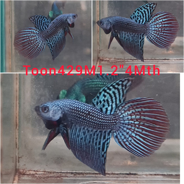 (TOON-429) BLUE STEEL HYBRID ALIEN LONG TAIL MALE BETTA