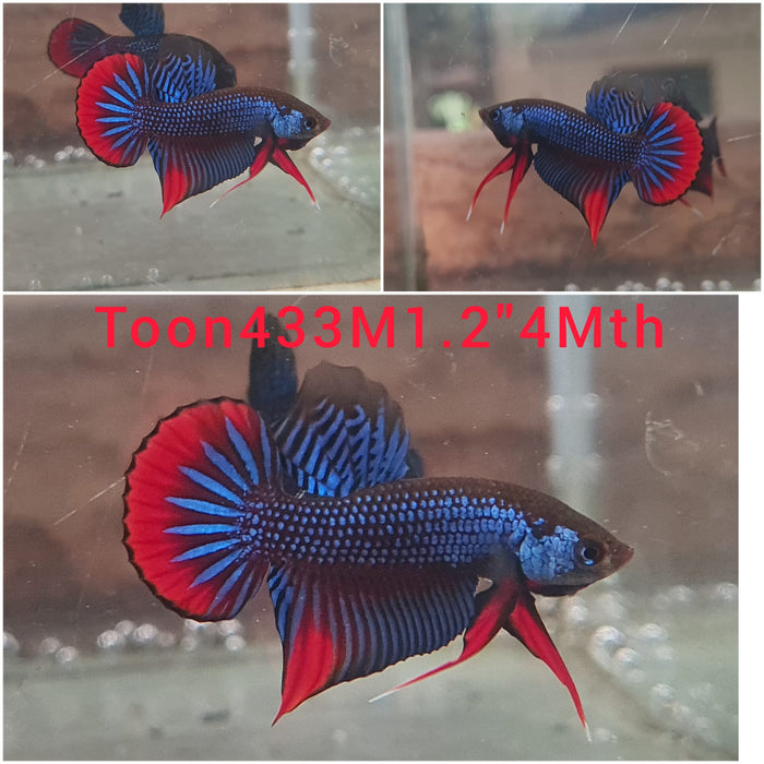 SHERE(TOON-433) BLUE IMBELLIS WILD MALE BETTA