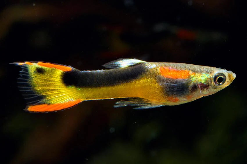 (CGP-000) Thai Tuxedo Endler Guppy MALE (5 Fish Pack)