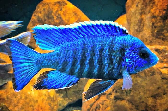 Live Freshwater Cichlid Blue Peacock  (Aulonocara nyassae) (CHD-014)U009