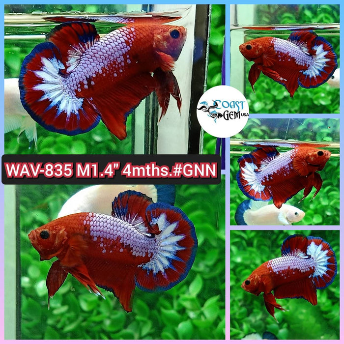 Live Betta Fish Male Plakat High Grade Red Galaxy (WAV-835) What you see is what you get!