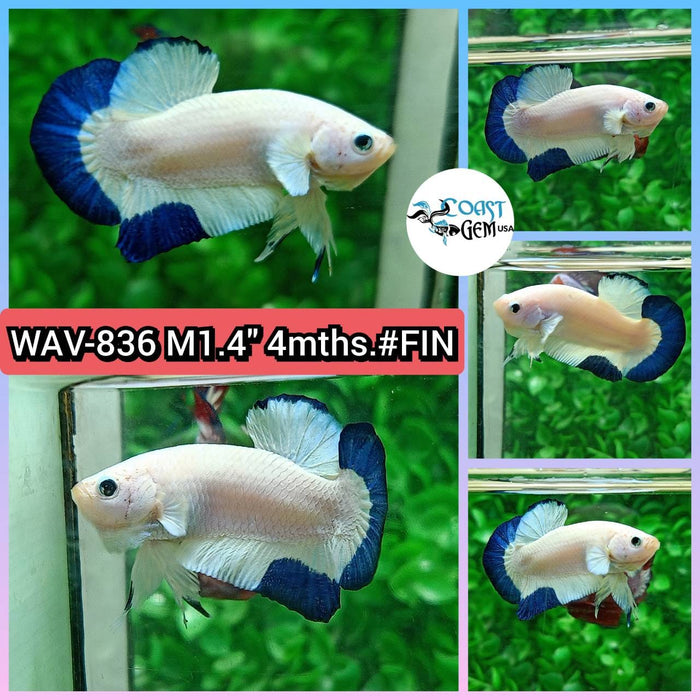 Live Betta Fish Male Plakat High Grade Blue Marble (WAV-836) What you see is what you get!