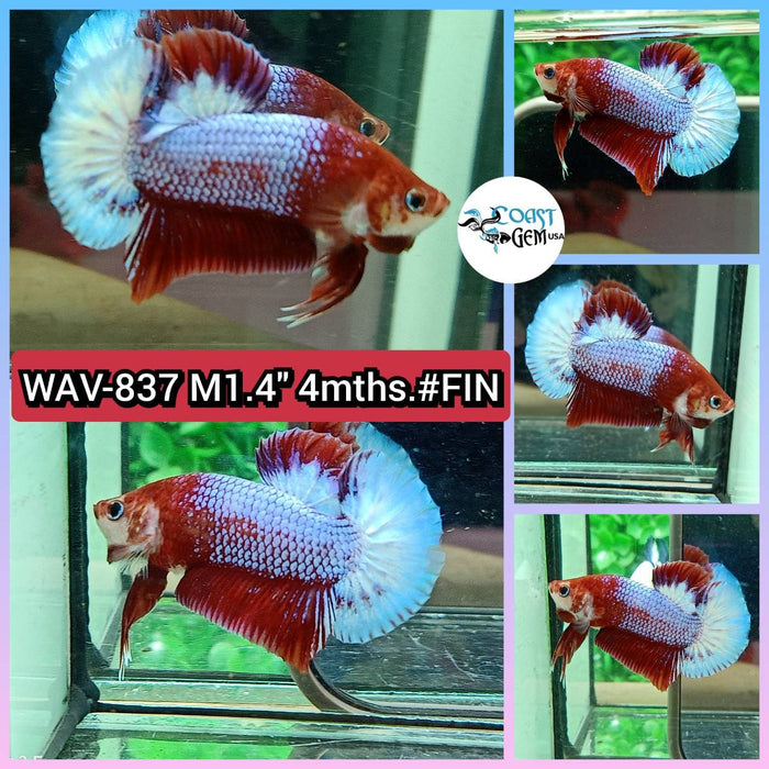 Live Betta Fish Male Plakat High Grade Red Galaxy (WAV-837) What you see is what you get!