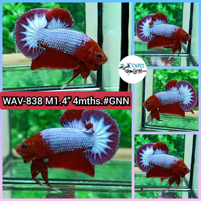 Live Betta Fish Male Plakat High Grade Red Galaxy (WAV-838) What you see is what you get!