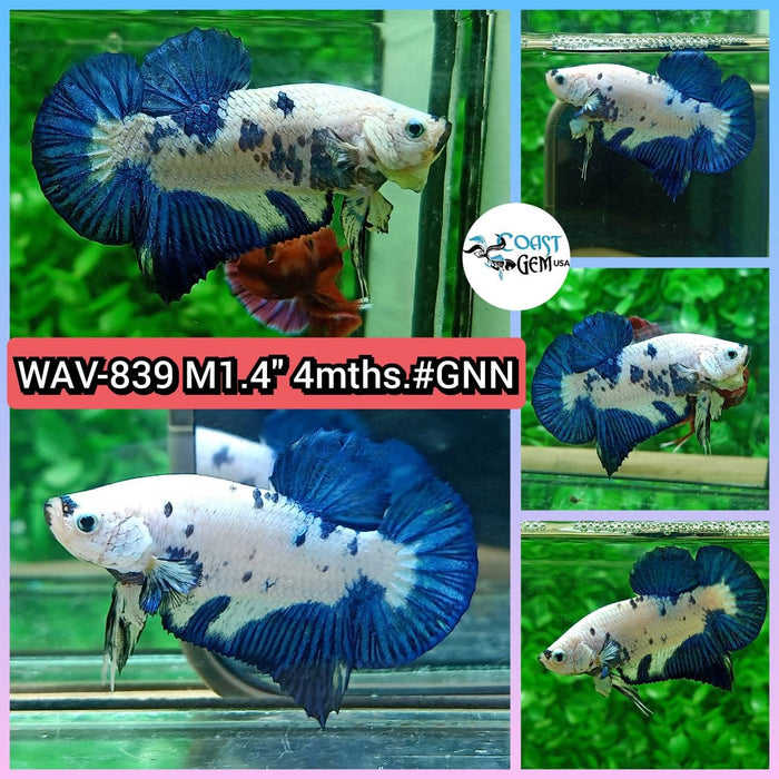Live Betta Fish Male Plakat High Grade Blue Marble (WAV-839) What you see is what you get!
